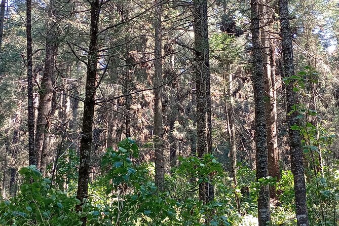 Monarch Butterflies El Rosario Preserve from Mexico City - The long ride from Mexico City