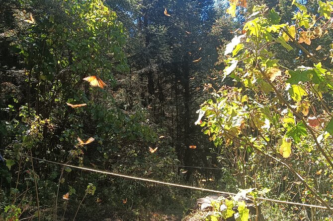 Monarch Butterflies El Rosario Preserve from Mexico City - Reaching the El Rosario Monarch Butterfly Preserve