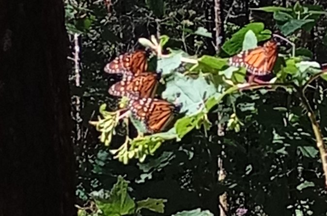 Monarch Butterflies El Rosario Preserve from Mexico City - Weather can shape the entire visit