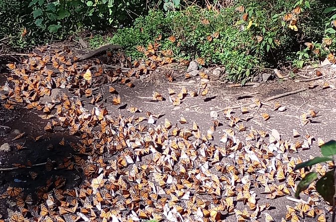Monarch Butterflies El Rosario Preserve from Mexico City - Is $585 a fair price for three people?