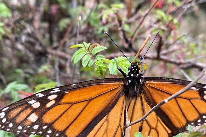 Monarch Butterfly Reserve: Piedra Herrada Magical Valle de Bravo - Horses help, but only for part of the route