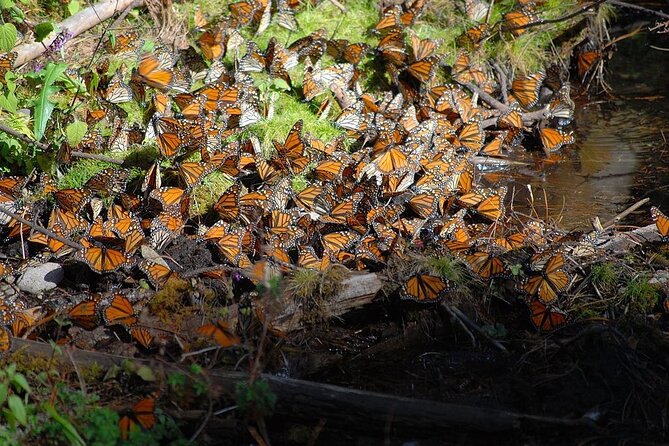 Monarch Butterfly Reserve: Piedra Herrada Magical Valle de Bravo - How the butterfly viewing changes with weather