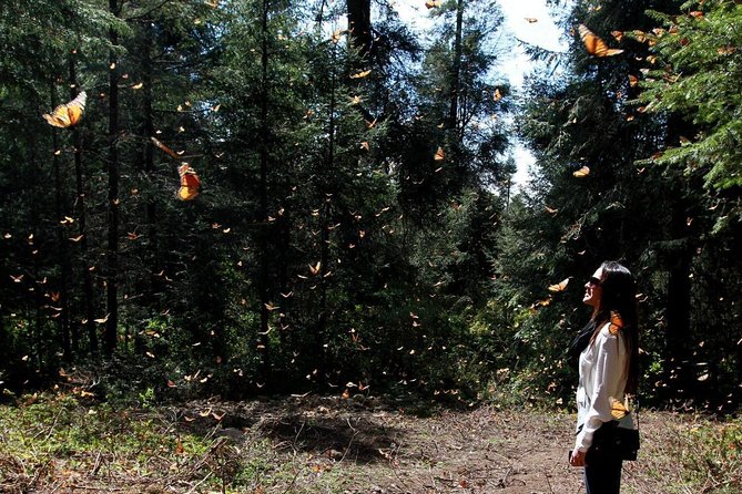 Monarch Butterfly Sanctuary Day Trip from Mexico City - Key points to know before you book