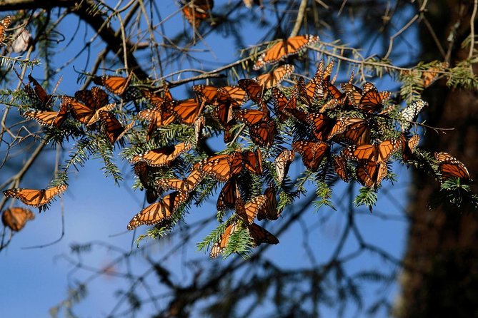 Monarch Butterfly Sanctuary Day Trip from Mexico City - Why Piedra Herrada makes this trip worth considering