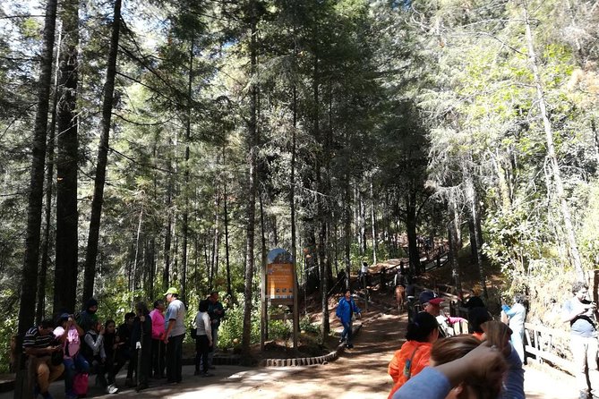 Monarch Butterfly Sanctuary Day Trip from Mexico City - Velo de Novia Waterfall adds a short scenic break
