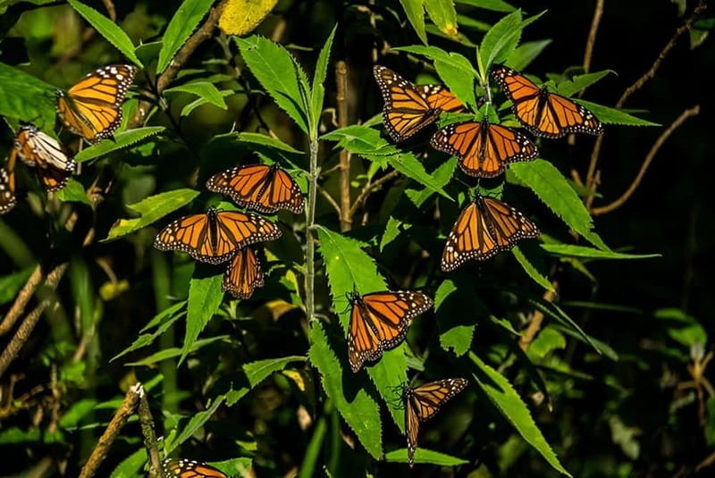 Monarch Butterfly Sanctuary Tour from Mexico City - Key points to know before booking