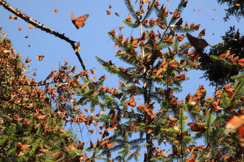 Monarch Butterfly Sanctuary Tour from Mexico City - Why the monarchs gather in Mexico