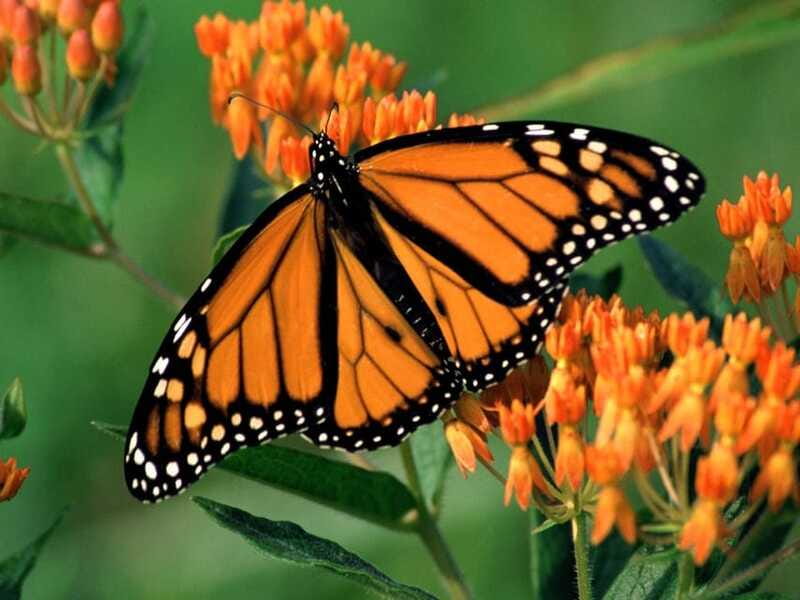 Monarch Butterfly Sanctuary Tour from Mexico City - Bridal Veil Waterfall and a second scenic stop
