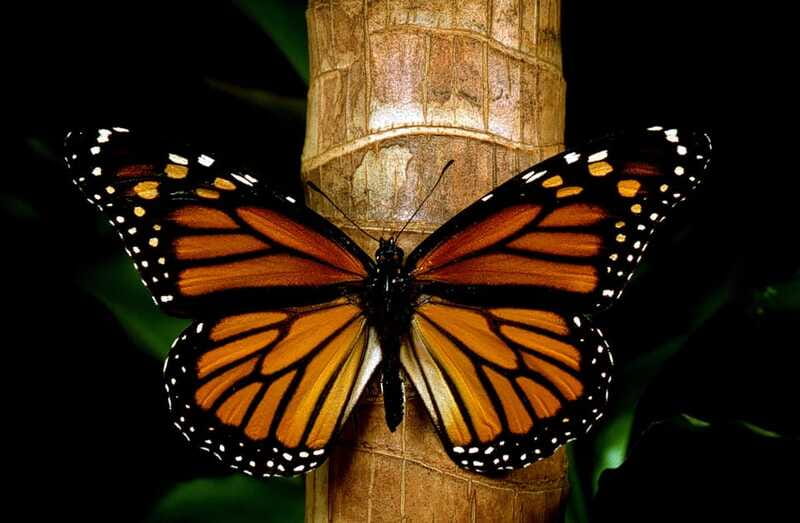 Monarch Butterfly Sanctuary Tour from Mexico City - Valle de Bravo changes the rhythm