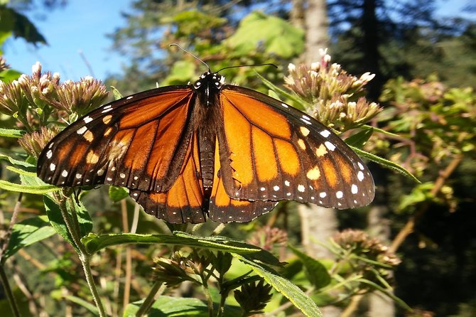 Monarch Butterfly Tour from Mexico City - Key points at a glance