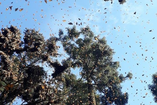 Monarch Butterfly Tour from Mexico City - The local lunch and pre-Hispanic food workshop