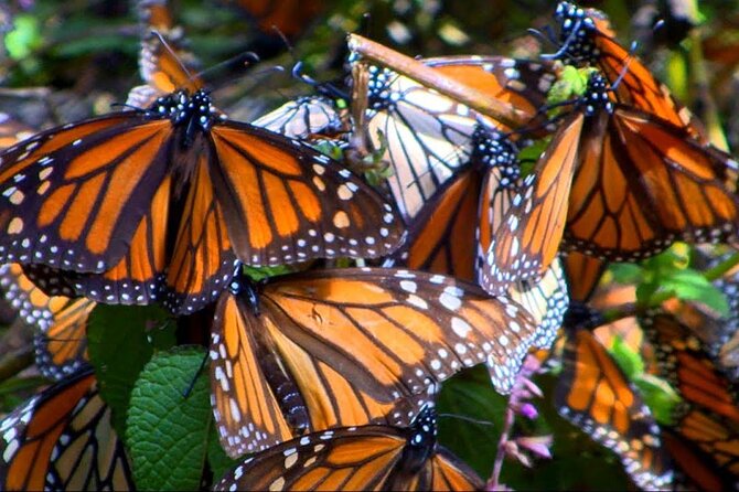 Monarch Butterfly Tour Mexico: Sierra Chuincua and Magic Town - Angangueo, a mountain town with a past