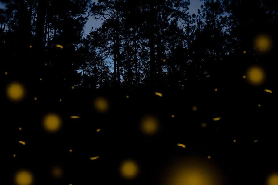 One day tour from Mexico City to Firefly Sanctuary - Free time in Huamantla before the forest