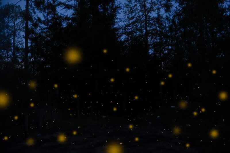One day tour from Mexico City to Firefly Sanctuary - Who will enjoy this 18-hour outing