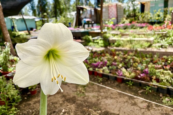 Prehispanic Xochimilco: Market, chinampas, axolotls kids friendly - What the $101.62 price includes