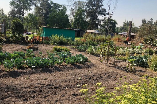 Private Tour: Xochimilco, Coyoacan and Frida Kahlo Museum - Timing, pace, and who should book