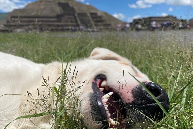 Teotihuacan Pyramids Morning Tour With Me, Angela! - Why the early start is worth it
