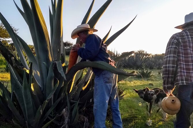 Tour de Pulque en Tepotzotlán, Pueblo Mágico - From agave plant to pulque glass