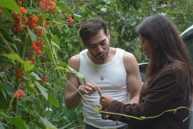 Urban Orchard in Desierto de los Leones in Mexico City - Key points at a glance