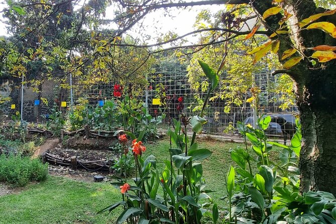 Urban Orchard in Desierto de los Leones in Mexico City - Using smell, taste, and sound