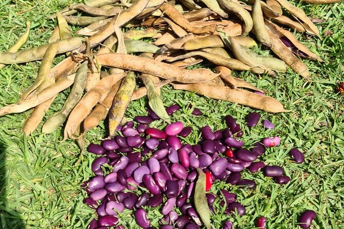 Urban Orchard in Desierto de los Leones in Mexico City - Compost, chickens, and the work behind the calm