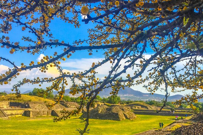VIP Teotihuacan & Guadalupe Shrine Tour: A Journey Through Time - The Avenue of the Dead and the ancient city’s scale