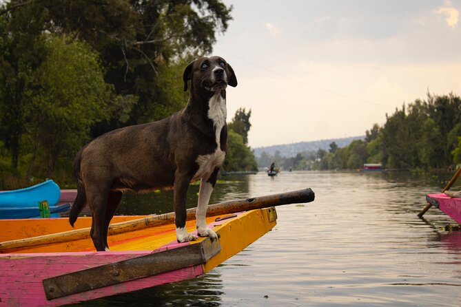 Xochimilco BOAT LIGHT PARTY WITH 1 DRINK AND 4 TAQUITOES + 18 - What you will not get: a history-focused tour