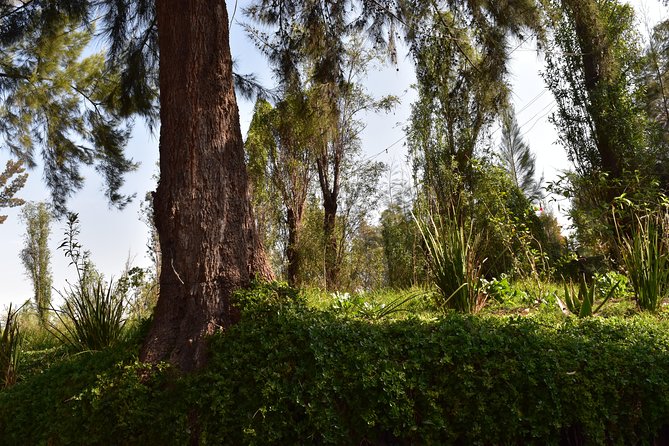 Xochimilco & Coyoacán Private Tour: Canals, Markets & Local Food - Why the private format matters on a long day