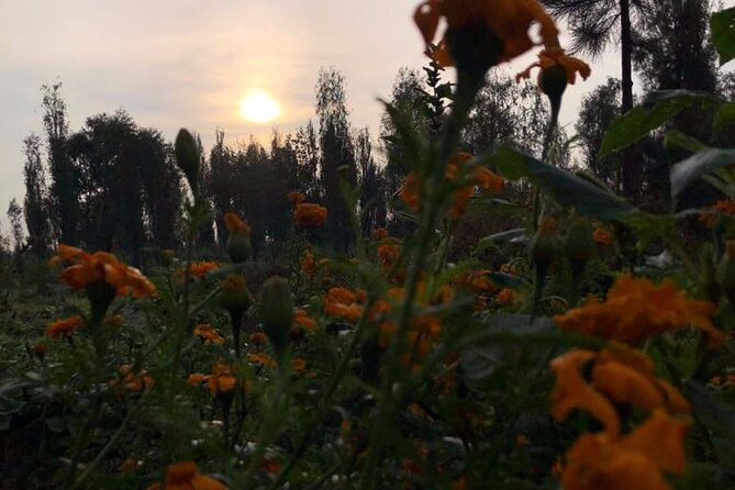 Xochimilco Sunrise from Mexico - Brunch prepared by Don Francisco